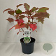 Hydrangea quercifolia 25-30 cm 3,0L