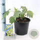 Hydrangea quercifolia 25-30 cm 3,0L