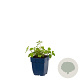 Nepeta faassenii GM  P11
