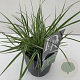 Pennisetum advena 'Sky Rocket' 45-50 cm 2,0L vierkant