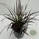 Pennisetum advena 'Summer Samba' 35-40 cm 2,0L vierkant