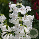 Penstemon 'White Bedder' GM  P11