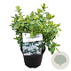 Rhododendron (AJ) 'Adonis' 20-25 cm 2,0L