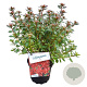 Rhododendron (AJ) 'Aladdin' 20-25 cm 2,0L
