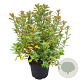 Rhododendron (AJ) 'Blaauw's Pink' 25-30 cm 4,0L