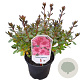 Rhododendron (AJ) 'Conny' 20-25 cm 2,0L