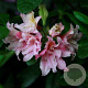 Rhododendron (AO) 'Double Parfait' 20-25 cm 3,0L