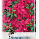Rhododendron (AJ) 'Excelsior' 25-30 cm 4,0L