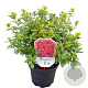 Rhododendron (AJ) 'Isabel' 20-25 cm 2,0L