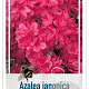 Rhododendron (AJ) 'Isabel' 25-30 cm 4,0L