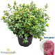 Rhododendron (AJ) 'Isabel' 25-30 cm 4,0L