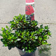 Rhododendron (AJ) 'Little Red' 20-25 cm 2,0L