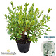 Rhododendron (AJ) 'Mémé' 20-25 cm 2,0L