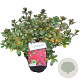 Rhododendron (AJ) 'Moederkensdag' 25-30 cm 4,0L