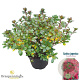 Rhododendron (AJ) 'Moederkensdag' 25-30 cm 4,0L