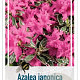 Rhododendron (AJ) 'Silver Queen' 25-30 cm 4,0L