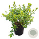 Rhododendron (AJ) 'Pleasant White' 20-25 cm 2,0L