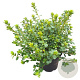 Rhododendron (AJ) 'Pleasant White' 25-30 cm 4,0L