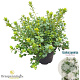 Rhododendron (AJ) 'Pleasant White' 25-30 cm 4,0L