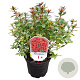 Rhododendron (AJ) 'Radja' 20-25 cm 2,0L