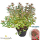 Rhododendron (AJ) 'Radja' 25-30 cm 4,0L