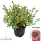 Rhododendron 'Vera Maja' 20-25 cm 2,0L