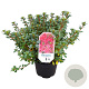 Rhododendron 'Vera Maja' 25-30 cm 4,0L