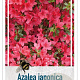 Rhododendron 'Vera Maja' 25-30 cm 4,0L
