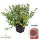Rhododendron 'Vera Maja' 25-30 cm 4,0L