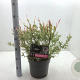 Salix integra 'Hakuro-nishiki' 40-50 cm 5,0L