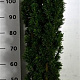 Taxus b. 'Fastigiata Robusta' 100-125 cm 20L