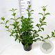 Viburnum bodn. 'Charles Lamont' 40-50 cm 5,0L