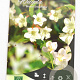 Weigela 'Bristol Snowflake' 25-35 cm 2,0L