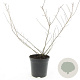 Escallonia 'Donard Seedling' GM C1.3