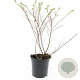Escallonia 'Donard Seedling' GM C1.3
