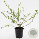 Escallonia 'Donard Seedling' GM C1.3