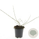 Ligustrum obtusifolium regelianum GM C1.3