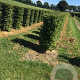 Carpinus betulus 120 hoog Haagelement 100Bx40D