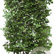 Fagus sylvatica 200 Hoog Haagelement 100Bx40D