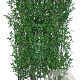 Ligustrum vulg. 'Atrovirens' 200 Hoog Haagelement 100Bx40D
