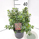Escallonia 'Red Dream' 25-30 cm 2,0L