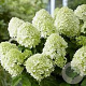 Hydrangea pan. Little Spooky GM C5