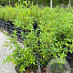 Osmanthus burkwoodii 20-30 cm 2,0L