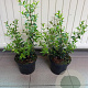Osmanthus burkwoodii 20-30 cm 2,0L