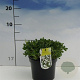 Potentilla tridentata 'Nuuk' 20-30 cm 2,0L
