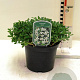 Potentilla tridentata 'Nuuk' 20-30 cm 2,0L