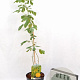 Argyrocytisus battandieri 40-60 cm 3,0L