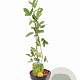 Argyrocytisus battandieri 40-60 cm 3,0L