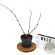 Sambucus nigra Gold Spark 40-60 cm 3,0L