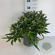 Buddleja d. B. Candy Little White 30-40 cm 6,5L